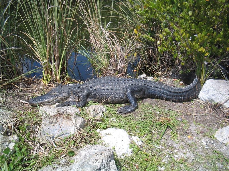 An American alligator in Everglades National Park